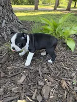 Venus, a female Boston Terrier for sale in Fredonia, KS – 5 of 5