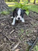 Venus, a female Boston Terrier for sale in Fredonia, KS – 4 of 5
