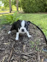 Venus, a female Boston Terrier for sale in Fredonia, KS – 1 of 5