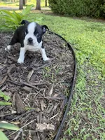 Venus, a female Boston Terrier for sale in Fredonia, KS – 3 of 5