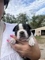 Sasha, a female Boston Terrier for sale in Fredonia, KS – 7 of 10
