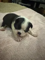 Bandit, a male Boston Terrier for sale in Fredonia, KS – 4 of 7