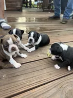 Sasha, a female Boston Terrier for sale in Fredonia, KS – 10 of 10
