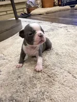 Cobalt, a male Boston Terrier for sale in Fredonia, KS – 2 of 10