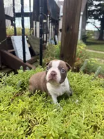 Scarlett, a female Boston Terrier for sale in Fredonia, KS – 4 of 10