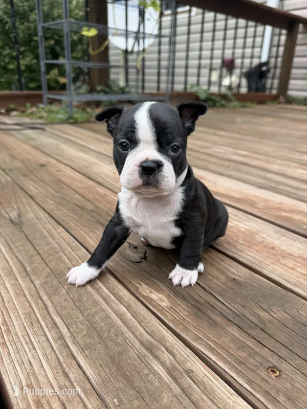 Sasha – Boston Terrier puppy for sale in Fredonia, KS