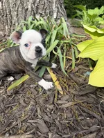 Gucci, a male Boston Terrier for sale in Fredonia, KS – 6 of 8