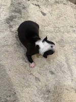 Chip, a male Boston Terrier for sale in Fredonia, KS – 8 of 9