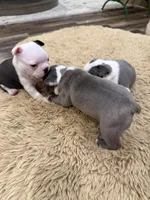 Forest, a male Boston Terrier for sale in Fredonia, KS – Photo 8 of 9