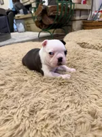 Forest, a male Boston Terrier for sale in Fredonia, KS – Photo 6 of 9