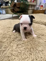 Forest, a male Boston Terrier for sale in Fredonia, KS – Photo 3 of 9