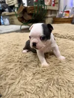Forest, a male Boston Terrier for sale in Fredonia, KS – Photo 1 of 9
