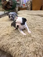 Forest, a male Boston Terrier for sale in Fredonia, KS – Photo 9 of 9