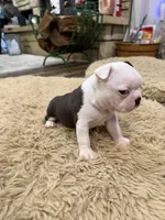 Forest, a male Boston Terrier for sale in Fredonia, KS – Photo 4 of 9