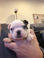 Forest, a male Boston Terrier for sale in Fredonia, KS – Photo 2 of 9