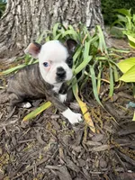 Gucci, a male Boston Terrier for sale in Fredonia, KS – 7 of 8