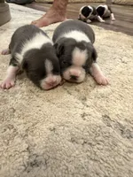 Slate, a male Boston Terrier for sale in Fredonia, KS – 7 of 9