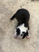 Cookie, a female Boston Terrier for sale in Fredonia, KS – 5 of 8