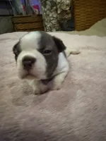 Freckles, a male Boston Terrier for sale in Fredonia, KS – 3 of 8