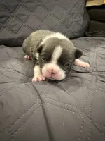 Slate, a male Boston Terrier for sale in Fredonia, KS – 4 of 9