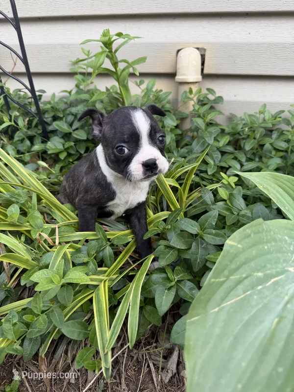Chanel – Boston Terrier puppy on hold in Fredonia, KS