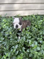 Gucci, a male Boston Terrier for sale in Fredonia, KS – 6 of 8