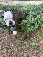 Gucci, a male Boston Terrier for sale in Fredonia, KS – 8 of 8