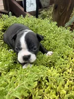 Sasha, a female Boston Terrier for sale in Fredonia, KS – 2 of 10