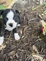 Dior, a female Boston Terrier for sale in Fredonia, KS – 2 of 8