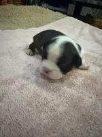 Bessie, a female Boston Terrier for sale in Fredonia, KS – 9 of 10