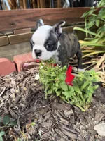 Chloe, a female Boston Terrier for sale in Fredonia, KS – 2 of 9