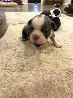 Cobalt, a male Boston Terrier for sale in Fredonia, KS – 4 of 10