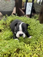 Sasha, a female Boston Terrier for sale in Fredonia, KS – 3 of 10