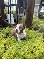 Scarlett, a female Boston Terrier for sale in Fredonia, KS – 5 of 10