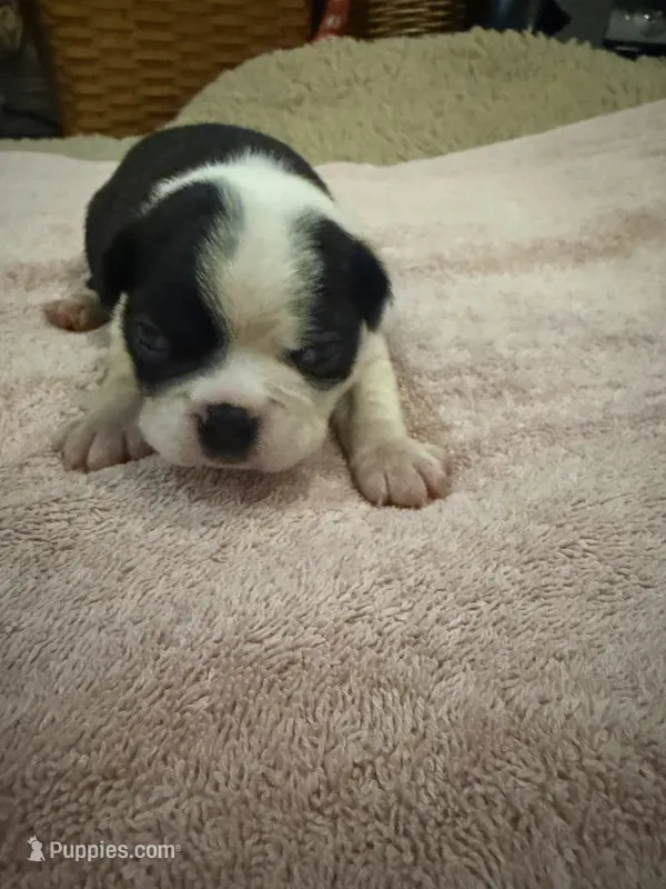Bandit – Boston Terrier puppy for sale in Fredonia, KS