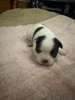 Dotty, a female Boston Terrier for sale in Fredonia, KS – 7 of 8