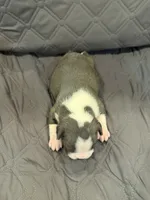 Azul, a male Boston Terrier for sale in Fredonia, KS – 6 of 10