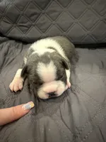 Azul, a male Boston Terrier for sale in Fredonia, KS – 8 of 10