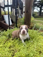 Scarlett, a female Boston Terrier for sale in Fredonia, KS – 8 of 10