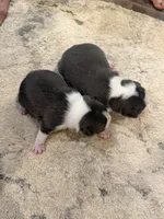 Slate, a male Boston Terrier for sale in Fredonia, KS – 9 of 9