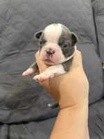 Cobalt, a male Boston Terrier for sale in Fredonia, KS – 7 of 10