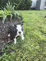 Chloe, a female Boston Terrier for sale in Fredonia, KS – 5 of 10
