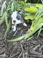Chloe, a female Boston Terrier for sale in Fredonia, KS – 3 of 10
