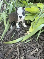 Chloe, a female Boston Terrier for sale in Fredonia, KS – 2 of 10