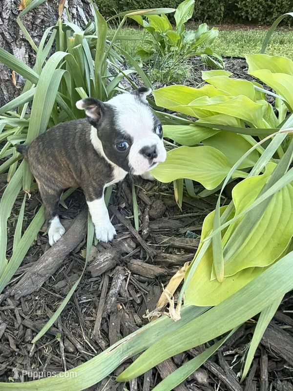 Chloe – Boston Terrier puppy for sale in Fredonia, KS