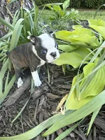 Chloe, a female Boston Terrier for sale in Fredonia, KS – 1 of 10