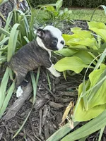 Chloe, a female Boston Terrier for sale in Fredonia, KS – 6 of 10