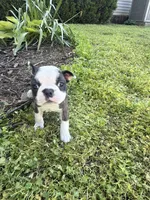 Chloe, a female Boston Terrier for sale in Fredonia, KS – 4 of 10