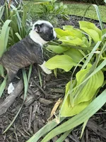 Chloe, a female Boston Terrier for sale in Fredonia, KS – 7 of 10