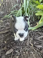 Chloe, a female Boston Terrier for sale in Fredonia, KS – 9 of 10